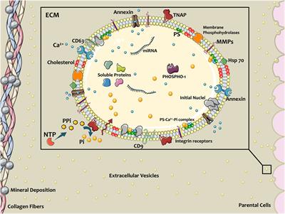 Extracellular Vesicles As Mediators of Cardiovascular Calcification